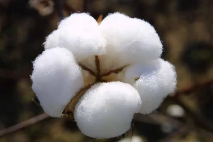 cotton