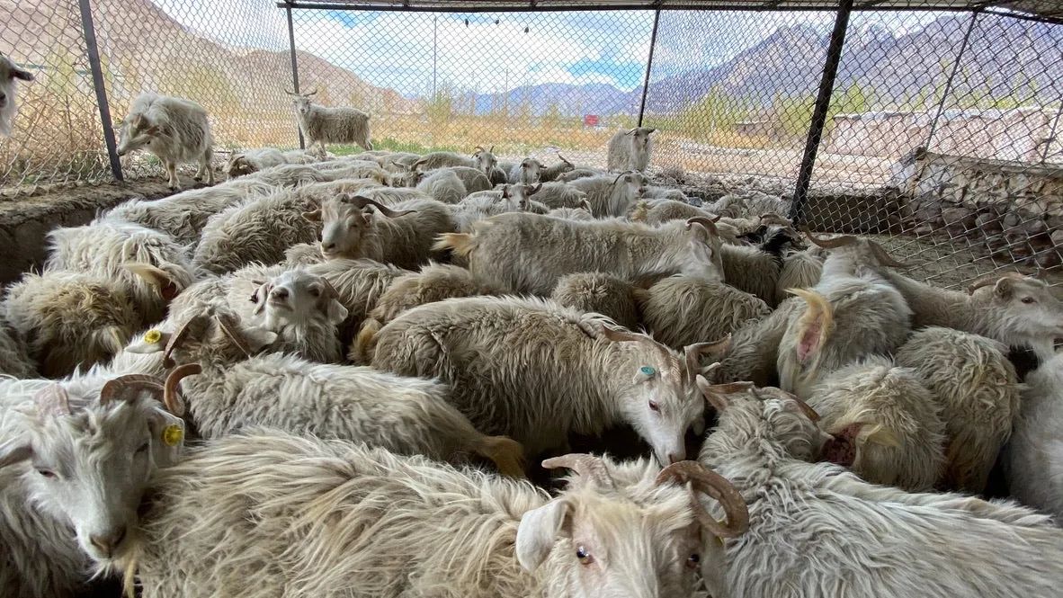 Pashmina valley