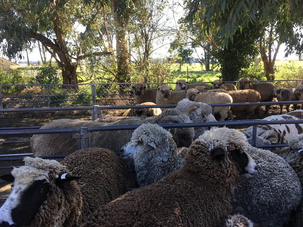 wool