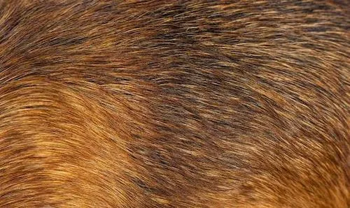 fur- tactile texture