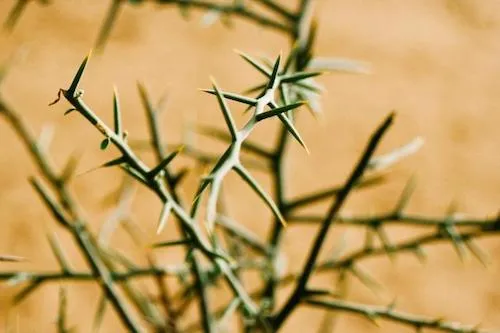 thorny bush