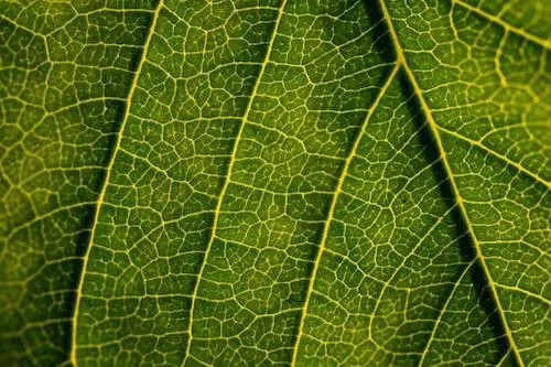 texture on a leaf