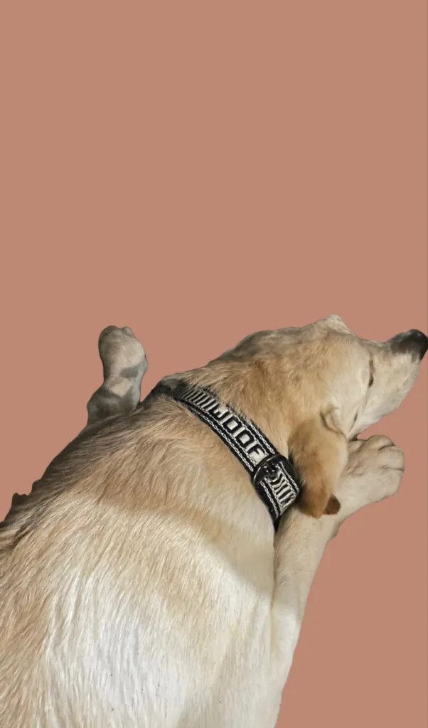 inkle woven dog collar