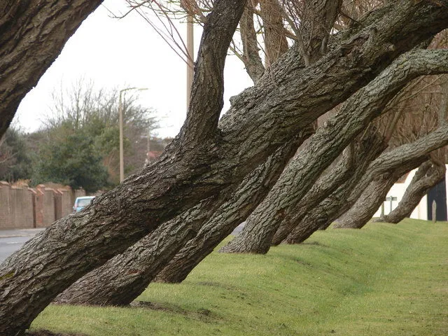 leaning trees