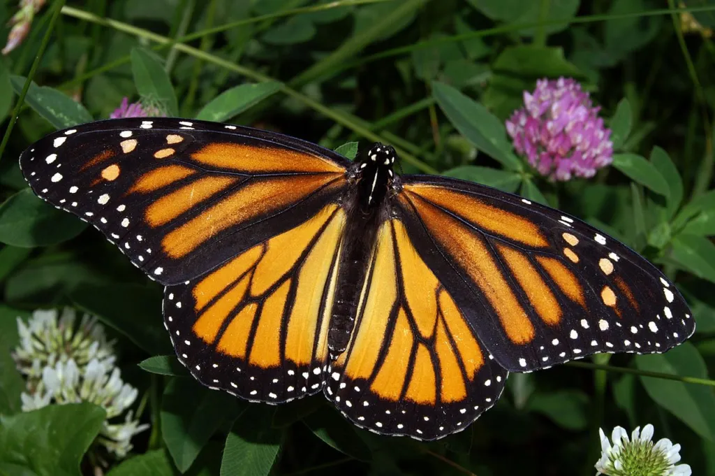 Lines in a butterfly