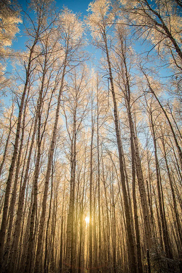 simple lines in nature
