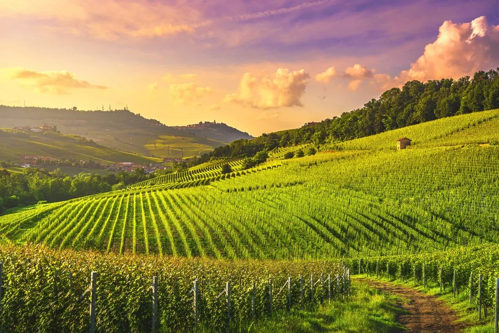 vineyards