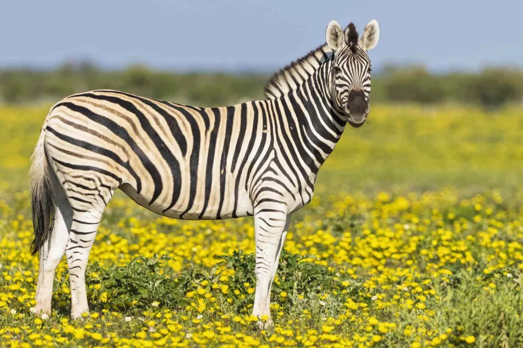 lines in zebra