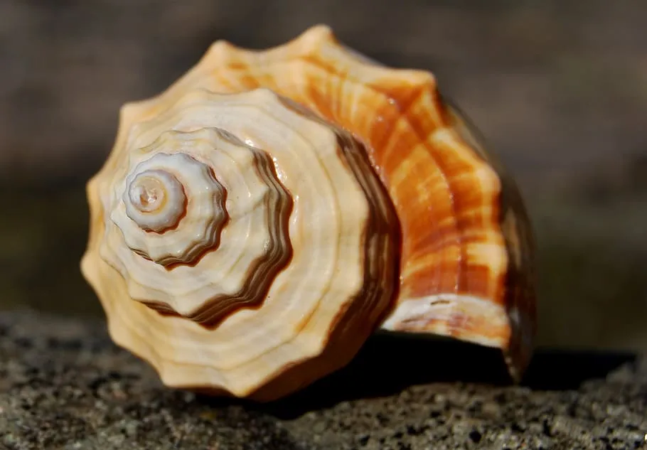 fibonacci spiral in a sea shell
